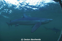 Blue Sharks 25 Miles off Cape Point.Used Nikon D70s and 1... by Dorian Borcherds 